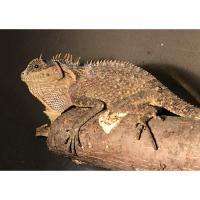 Акантозавр горный  Acanthosaura capra