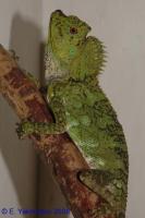 Углоглав (Гоноцефал) xамелеоновый  Gonocephalus chamaeleontinus