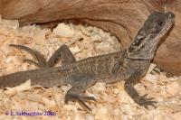 Агама парусная Вебера  loc.Halmahera  Hydrosaurus weberi