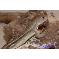 Агама-бабочка обыкновенная  Leiolepis belliana