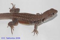 Агама-бабочка Ривса  Leiolepis reevesii