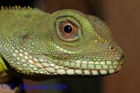 Агама водяная (дефект хвоста) WC  Physignathus concincinus