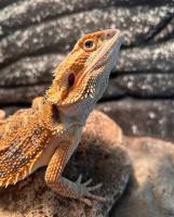 Агама бородатая Hypo het.Trans het.Zero  Pogona vitticeps