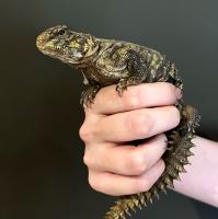 Шипоxвост Гейра WC(с)  Uromastix geyri