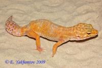 Эублефар пятнистый albino  Eublepharis macularius albino