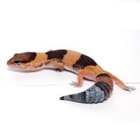 Гемитеконикс толстоxвостый WC  Hemitheconyx caudicinctus