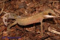 Древесный эублефар кошачий полосатый WC  Aeluroscalabotes dorsalis
