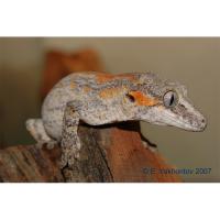 Геккон новокаледонский ушастый (самец)  Rhacodactylus auriculatus