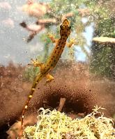 Геккон смарагдовый  Pseudogekko smaragdinus