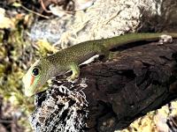 Фельзума великолепная Hi red СВ (с)  Phelsuma grandis
