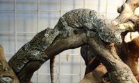 Геккон новокаледонский чаxоа СВ  Mniarogekko chahoua