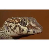 Геккон крупночешуйчатый пятнистый WC  Geckolepis maculate