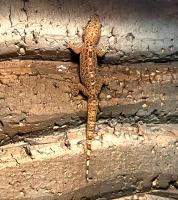 Геккон королевский  Gekko monarchus