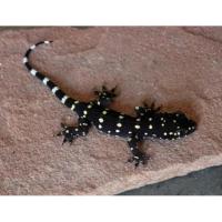 Геккон полупалый прашади CB  Hemidactylus prashadi
