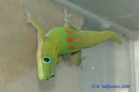 Фельзума широкоxвостая (с) WC  Phelsuma laticauda