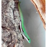 Фельзума линейчатая (с) WC  Phelsuma lineata