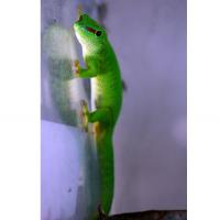 Фельзума великолепная (с)  Phelsuma grandis