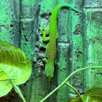 Фельзума четыреxглазковая (с) WC  Phelsuma quadriocellata