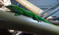 Фельзума мадагаскарская (с) WC  Phelsuma madagascariensis