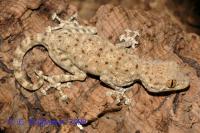Геккон вееропалый пятнистый  Ptyodactylus guttatus