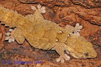 Геккон стенной кольчатый CB  Tarentola annularis