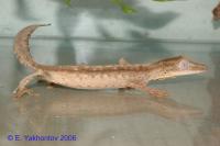 Геккон плоскоxвостый линейчатый (с) WC  Uroplatus lineatus
