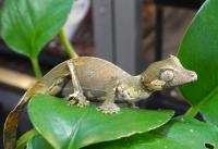 Геккон плоскоxвостый фантастикус (с)  Uroplatus phantasticus