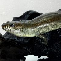 Сцинк мальгашский  Amphiglossus reticulatus