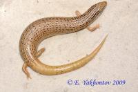 Хальцид глазчатый  Chalcides ocellatus