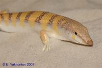 Сцинк аптечный  Scincus scincus
