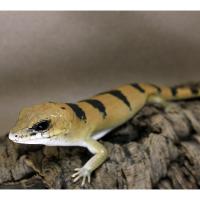 Сцинк полосатый Петерса  WC  Scincopus fasciatus