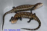 Сцинк синеязыкий гигантский  Tiliqua gigas
