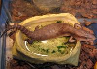 Сцинк синеязыкий СВ  Tiliqua scincoides