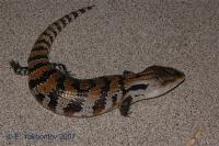 Сцинк синеязыкий  loc.Merauke WC  Tiliqua gigas