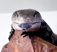 Сцинк синеязыкий loc.Halmahera WC  Tiliqua gigas