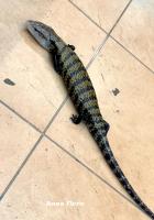 Сцинк синеязыкий loc.Сeram WC  Tiliqua gigas ssp. Сeram