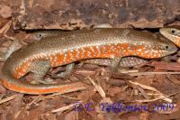 Мабуя краснобокая  Trachylepis perrotetii