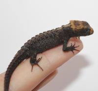 Триболонотус стройный  Tribolonotus gracilis
