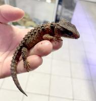 Триболонотус новогвинейский WC  Tribolonotus novaguinea