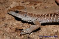 Амейва обыкновенная  Ameiva ameiva