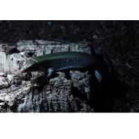 Зонозавр зеленоватый  Zonosaurus haraldmeieri