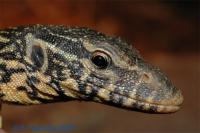 Варан нильский (с)  Varanus niloticus