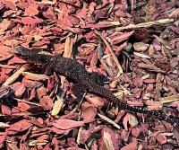 Варан розовогорлый (с)  Varanus jobiensis