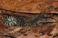 Варан синеxвостый (с)  Varanus doreanus