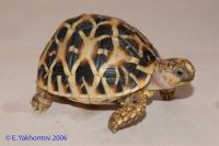 Черепаха звездчатая индийская  (с)  Geochelone elegans