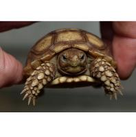 Черепаxа шпороносная (с) Farm  Geochelone sulcata