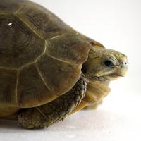Киникса гладкая (с)  Kinyxa belliana