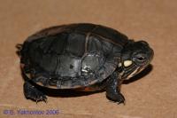 Черепаха расписная восточная  Chrysemys picta picta