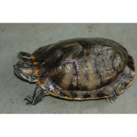 Черепаха красноухая  Trachemys scripta elegans