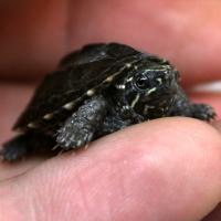Черепаха мускусная обыкновенная  Sternotherus odoratus